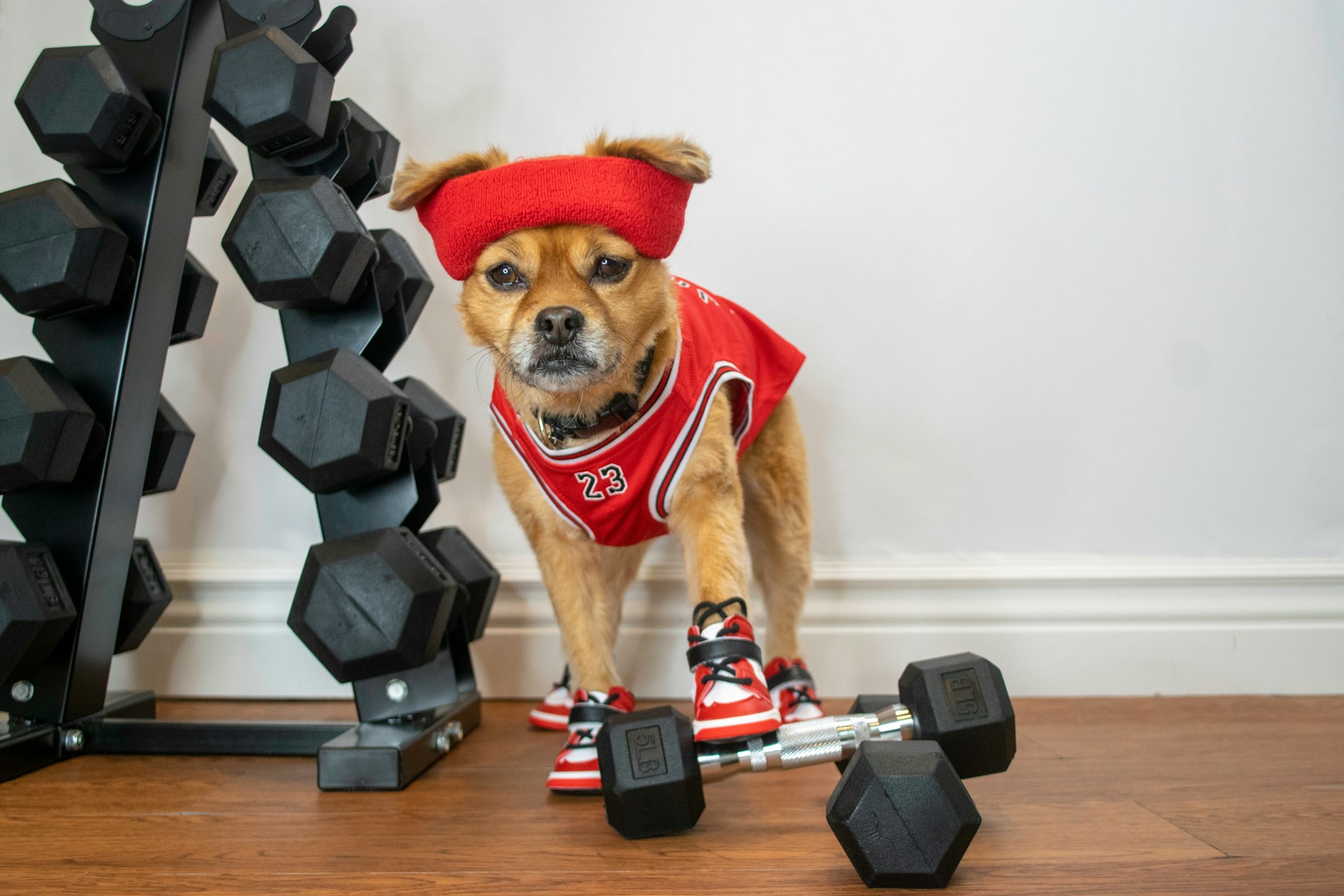 Cute dog with dumbbells in home gym